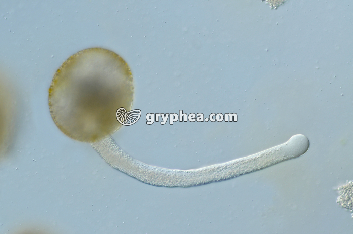 Germination Pollen Lys x100 - gryphea.com